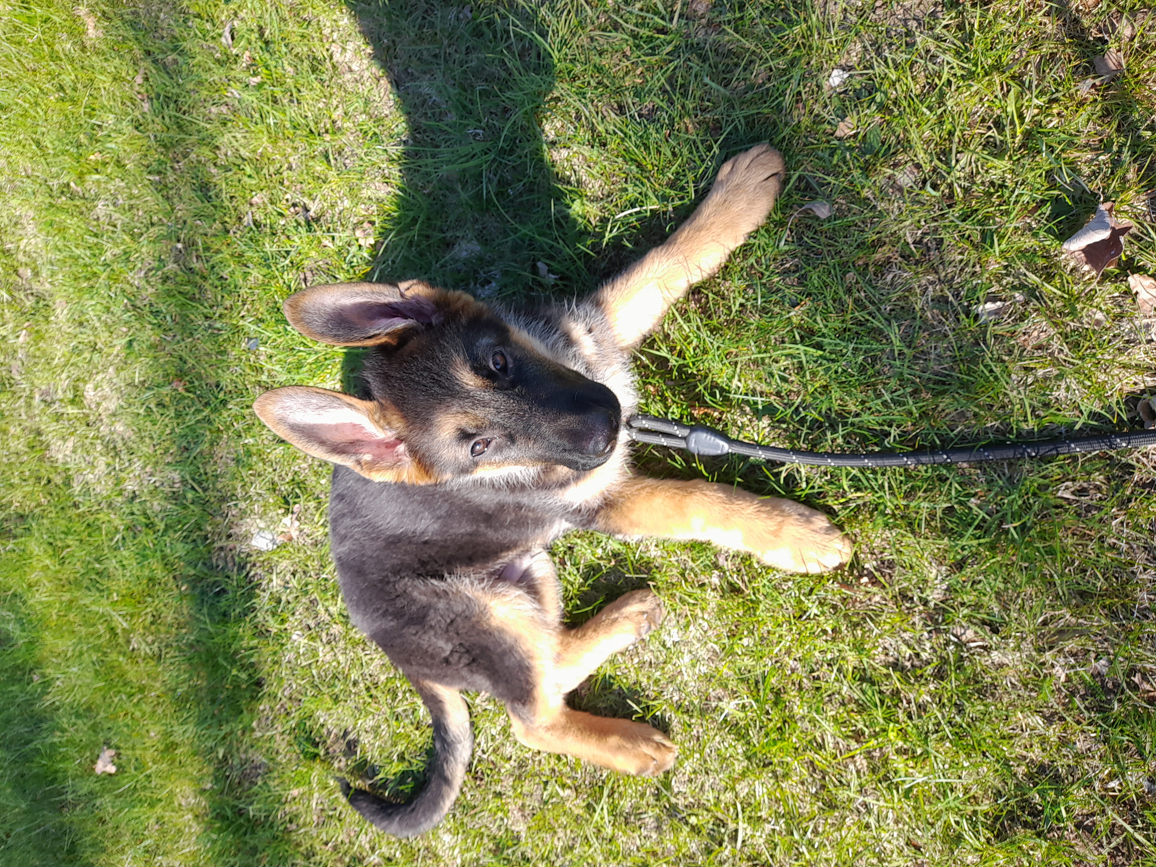 Otto